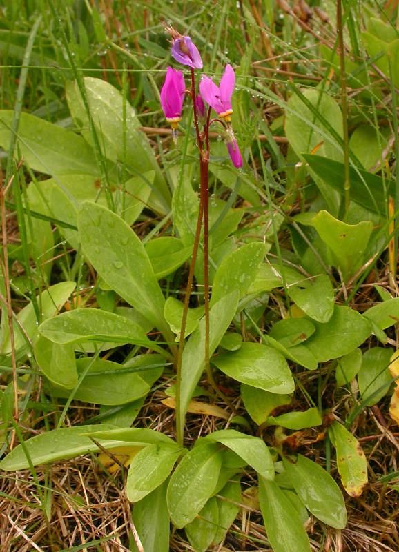 Primula pulchellum (Dodecatheon)