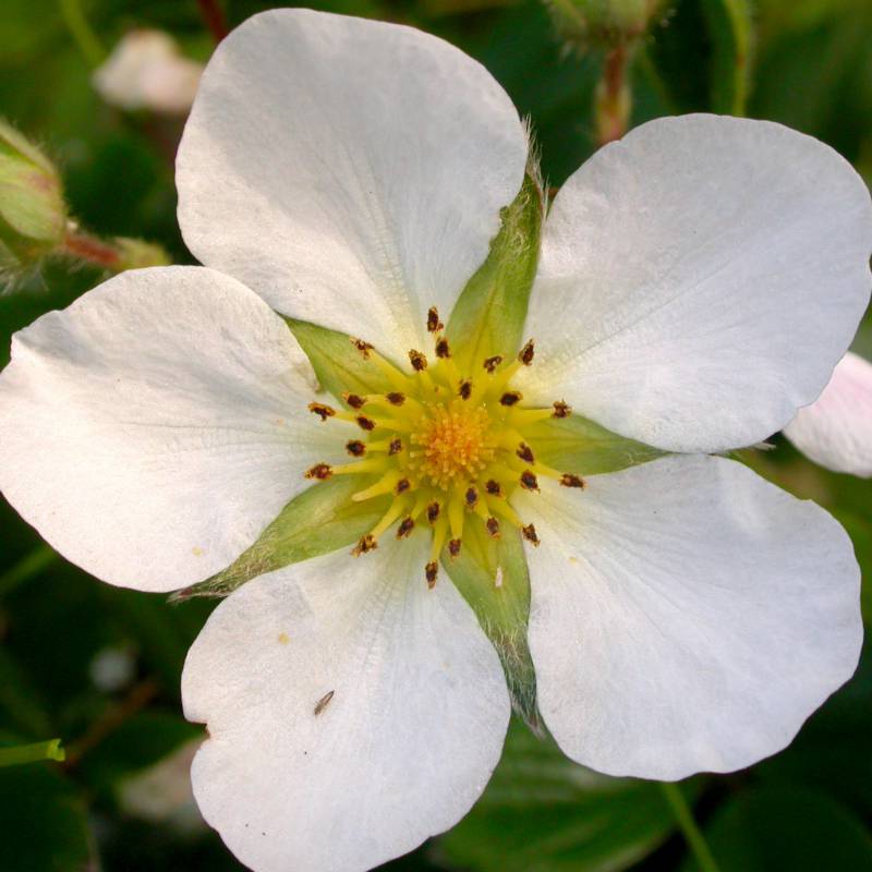 Fragaria chiloensis