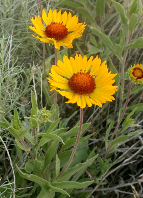 Gaillardia aristata