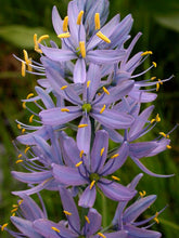 Load image into Gallery viewer, Camassia quamash
