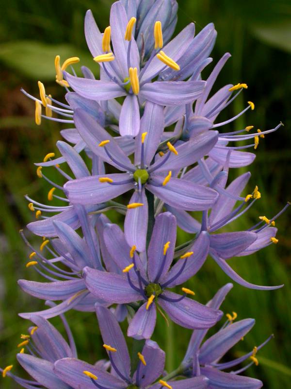 Camassia quamash