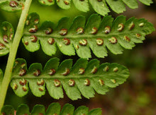 Load image into Gallery viewer, Athyrium filix-femina
