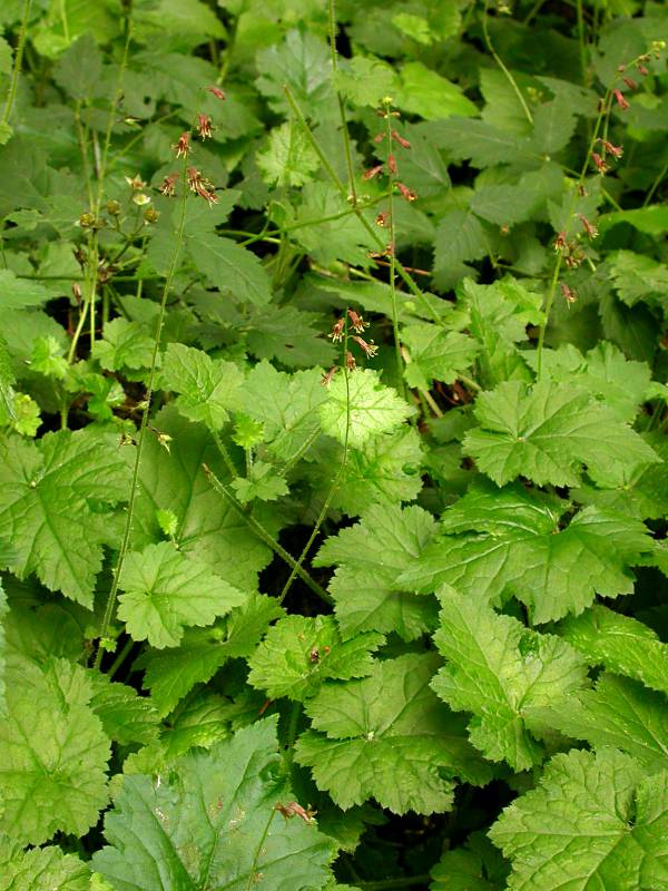 Tolmiea menziesii