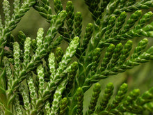 Load image into Gallery viewer, Thuja plicata
