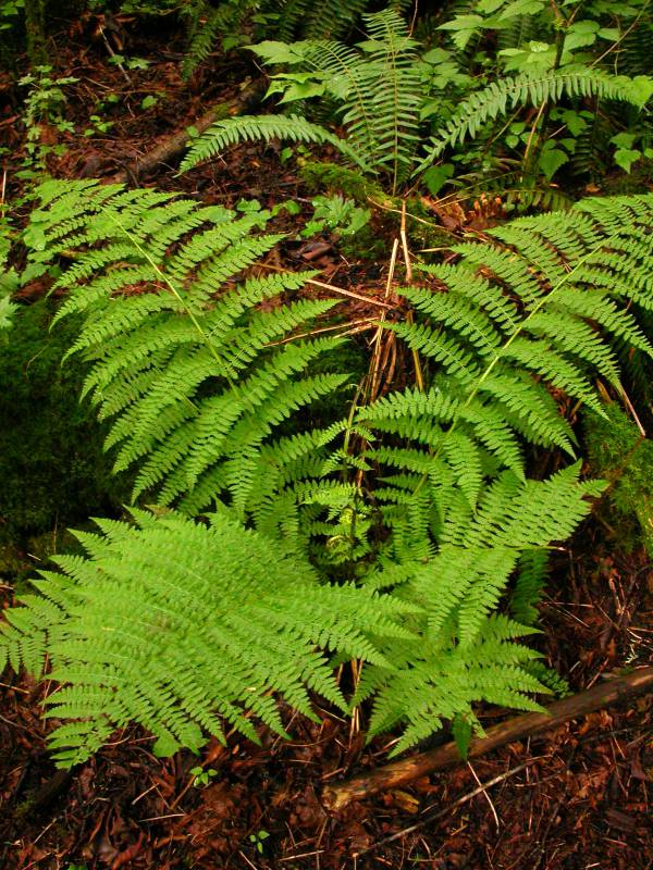 Athyrium filix-femina