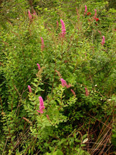 Load image into Gallery viewer, Spiraea douglasii
