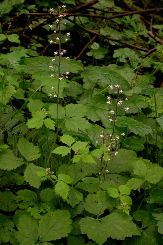 Tiarella trifoliata