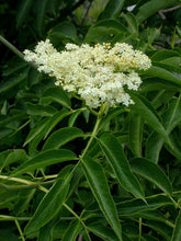 Load image into Gallery viewer, Sambucus cerulea
