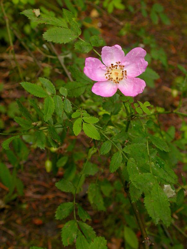 Rosa gymnocarpa