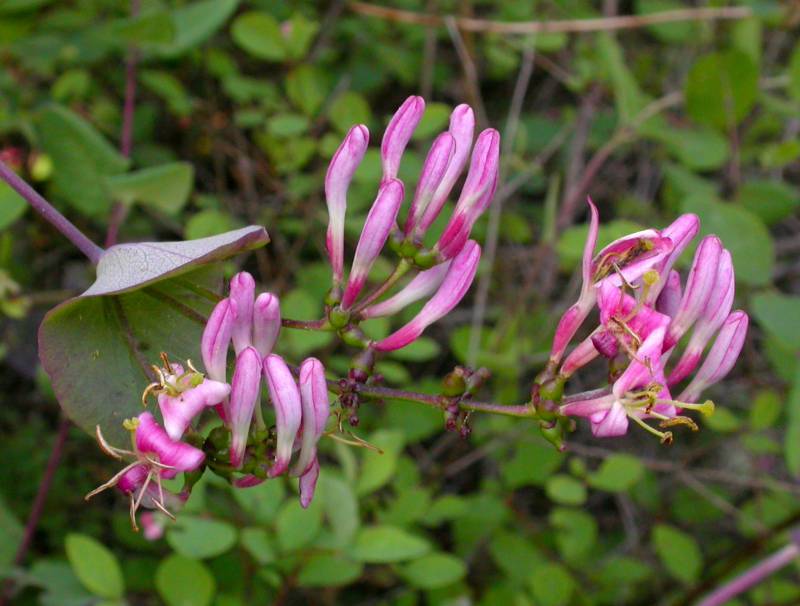 Lonicera hispidula