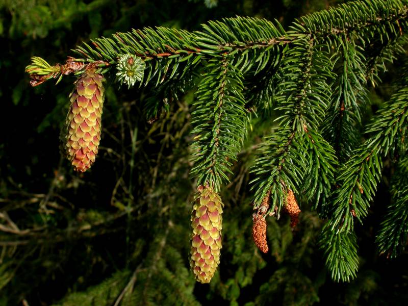 Picea sitchensis