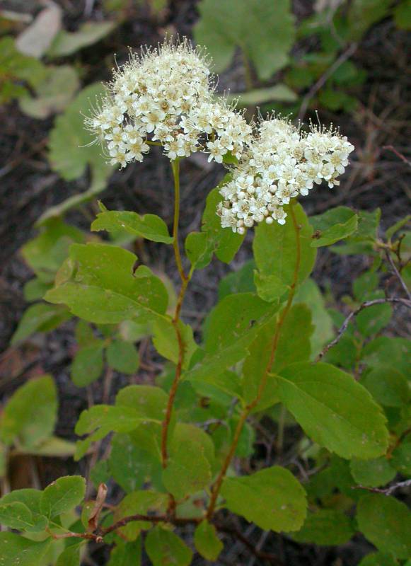 Spiraea lucida