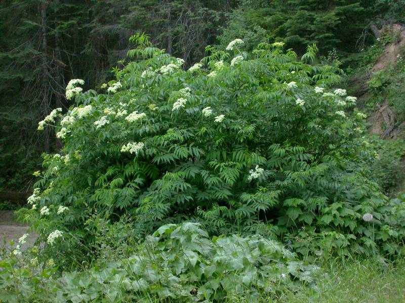 Sambucus cerulea