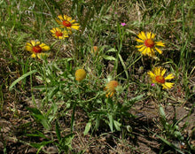 Load image into Gallery viewer, Gaillardia aristata
