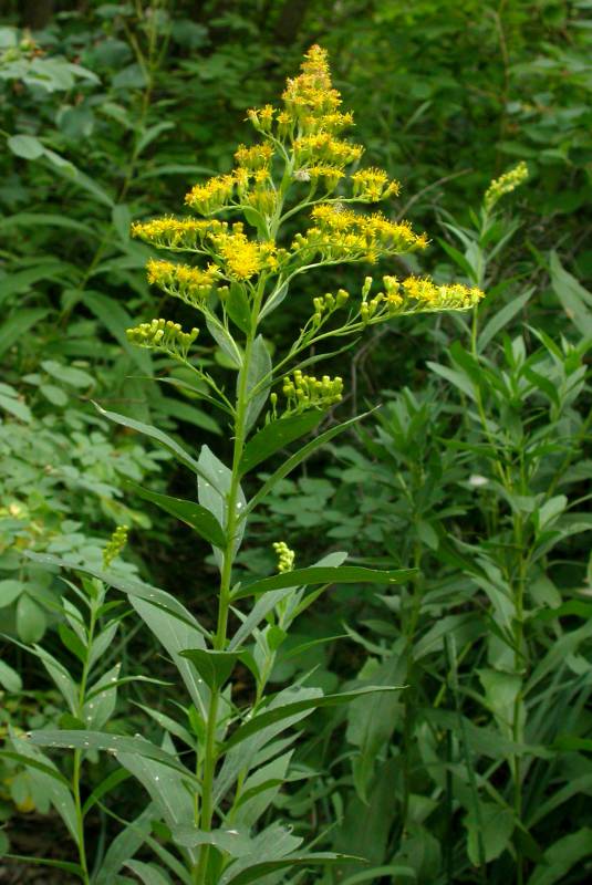 Solidago lepida