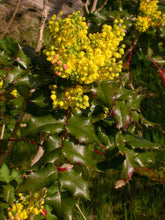 Load image into Gallery viewer, Mahonia aquifolium
