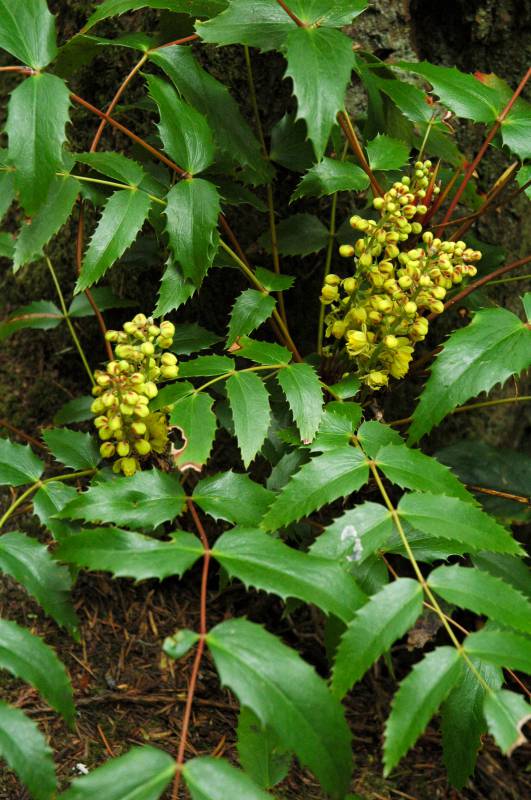 Mahonia nervosa