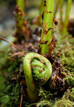 Load image into Gallery viewer, Athyrium filix-femina
