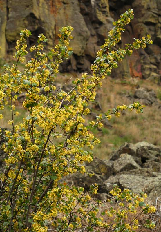 Ribes aureum