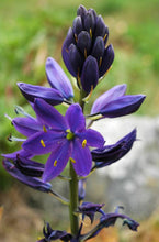 Load image into Gallery viewer, Camassia leichtlinii
