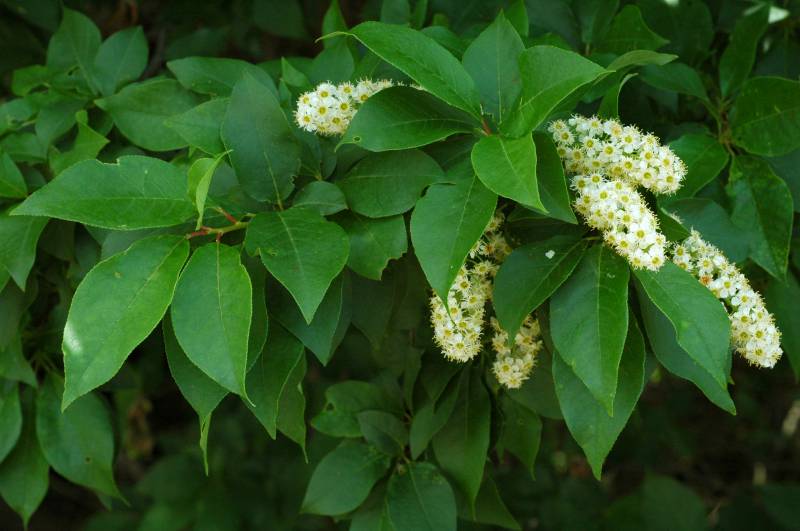 Prunus virginiana