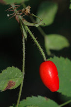 Load image into Gallery viewer, Rosa gymnocarpa
