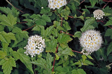 Load image into Gallery viewer, Physocarpus capitatus
