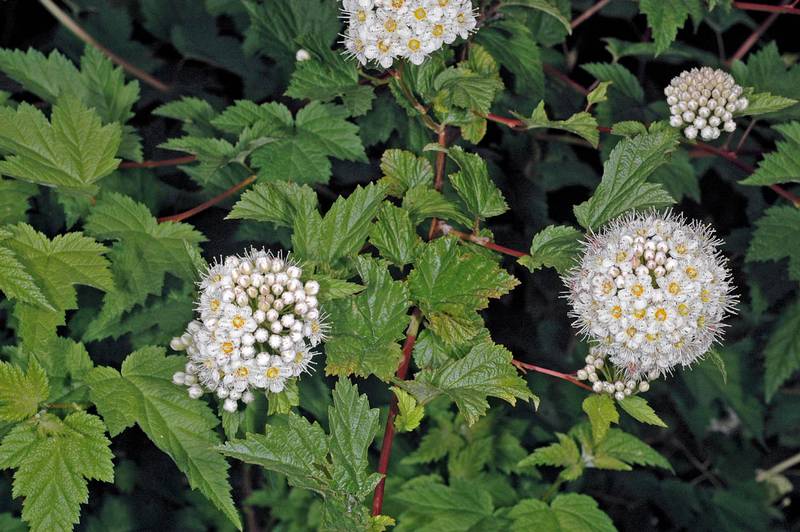 Physocarpus capitatus