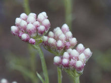 Load image into Gallery viewer, Antennaria microphylla
