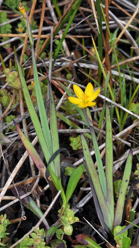 Sisyrinchium californicum