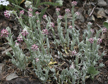 Load image into Gallery viewer, Antennaria microphylla
