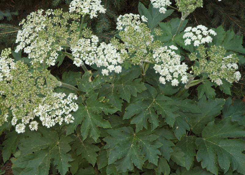 Heracleum maximum