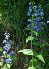 Load image into Gallery viewer, Penstemon ovatus
