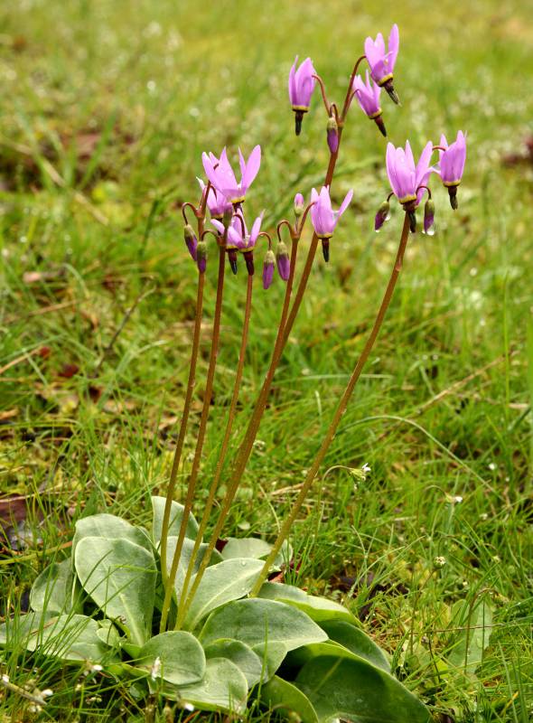 Primula hendersonii (Dodecatheon)