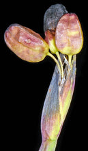 Load image into Gallery viewer, Sisyrinchium californicum
