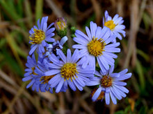 Load image into Gallery viewer, Symphyotrichum subspicatum
