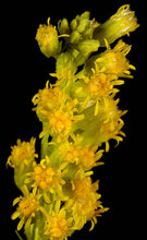 Load image into Gallery viewer, Solidago lepida
