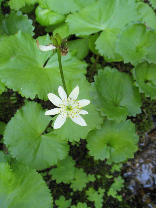 Caltha leptosepala