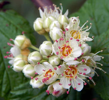 Load image into Gallery viewer, Physocarpus capitatus
