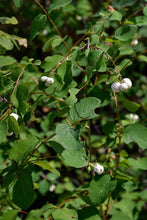 Load image into Gallery viewer, Symphoricarpos albus
