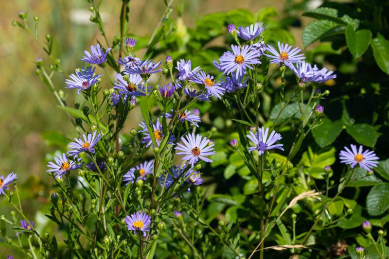 Symphyotrichum subspicatum